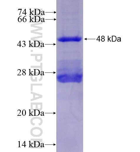 DHFRL1 fusion protein Ag10537 SDS-PAGE