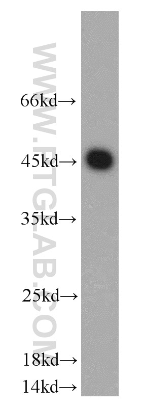 Western Blot (WB) analysis of mouse skeletal muscle tissue using DHH Polyclonal antibody (13889-1-AP)