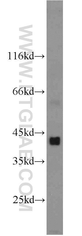 Western Blot (WB) analysis of mouse skeletal muscle tissue using DHH Polyclonal antibody (13889-1-AP)