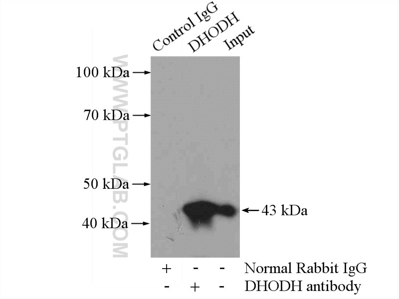 Immunoprecipitation (IP) experiment of mouse spleen tissue using DHODH Polyclonal antibody (14877-1-AP)