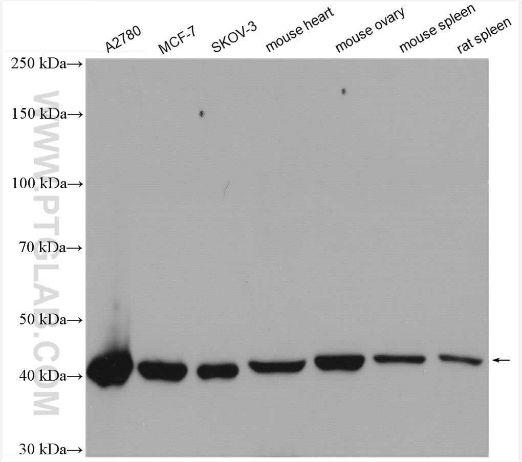 Western Blot (WB) analysis of various lysates using DHODH Polyclonal antibody (14877-1-AP)