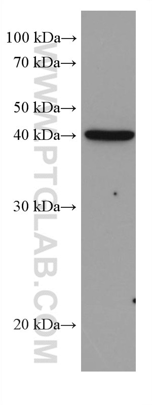 Western Blot (WB) analysis of LNCaP cells using DHODH Monoclonal antibody (67977-1-Ig)
