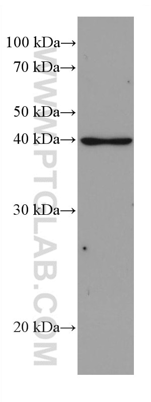 Western Blot (WB) analysis of HeLa cells using DHODH Monoclonal antibody (67977-1-Ig)