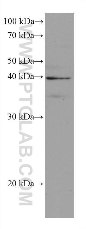 Western Blot (WB) analysis of HEK-293 cells using DHODH Monoclonal antibody (67977-1-Ig)