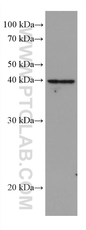 Western Blot (WB) analysis of K-562 cells using DHODH Monoclonal antibody (67977-1-Ig)