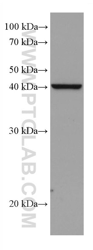 Western Blot (WB) analysis of HSC-T6 cells using DHODH Monoclonal antibody (67977-1-Ig)