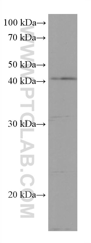 Western Blot (WB) analysis of NIH/3T3 cells using DHODH Monoclonal antibody (67977-1-Ig)