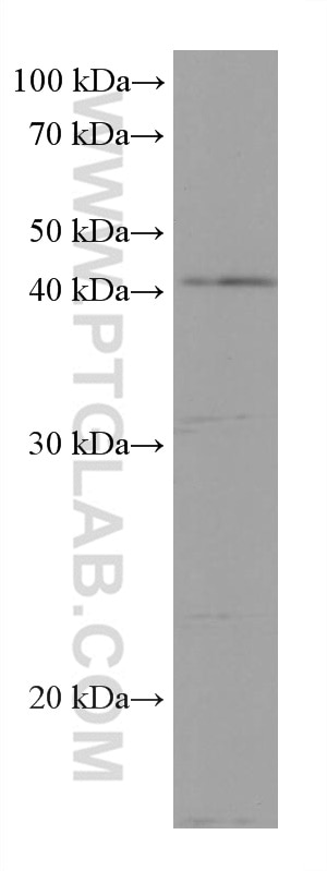 WB analysis of NIH/3T3 using 67977-1-Ig