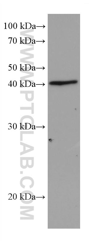 Western Blot (WB) analysis of 4T1 cells using DHODH Monoclonal antibody (67977-1-Ig)