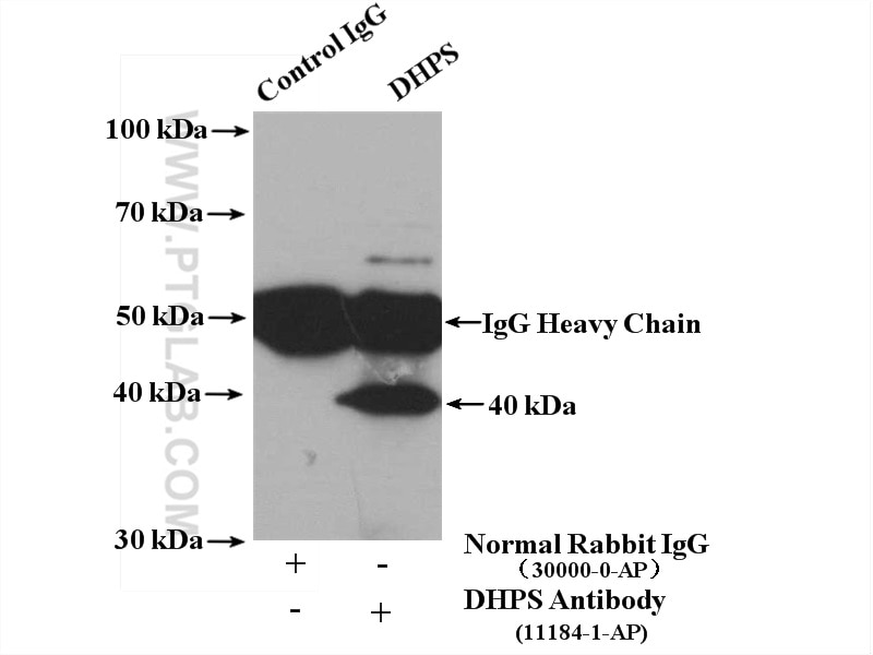 Immunoprecipitation (IP) experiment of NIH/3T3 cells using DHPS Polyclonal antibody (11184-1-AP)