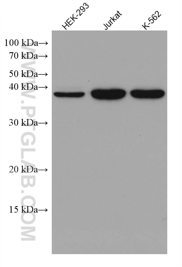 Western Blot (WB) analysis of various lysates using DHPS Monoclonal antibody (67998-1-Ig)