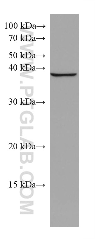 Western Blot (WB) analysis of HeLa cells using DHPS Monoclonal antibody (67998-1-Ig)