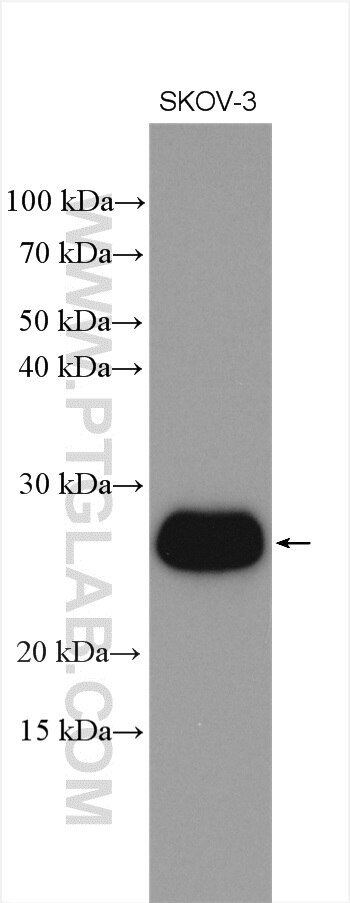 Western Blot (WB) analysis of various lysates using DHRS2 Polyclonal antibody (15735-1-AP)