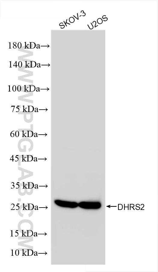 Western Blot (WB) analysis of various lysates using DHRS2 Recombinant antibody (86309-2-RR)