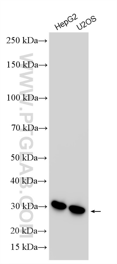 WB analysis using RMX00088 Western Blot (WB) analysis of various lysates using Multi-rAb® DHRS2 Multi-Recombinant antibody (RMX00088)