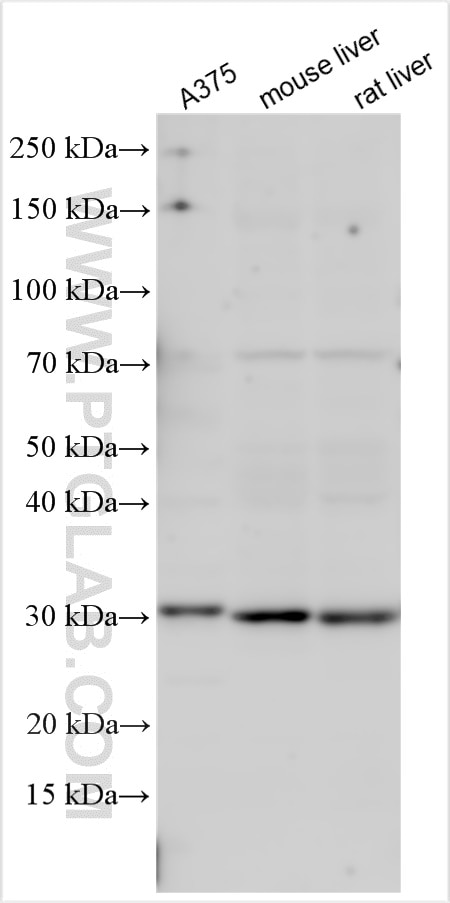 Western Blot (WB) analysis of various lysates using DHRS3 Polyclonal antibody (15393-1-AP)