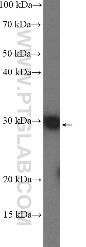 Western Blot (WB) analysis of HepG2 cells using DHRS4 Polyclonal antibody (15279-1-AP)