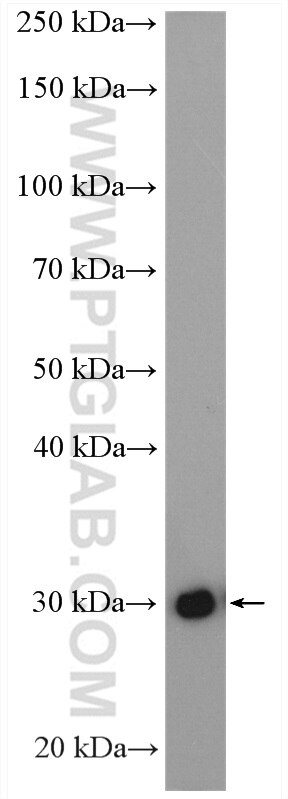 Western Blot (WB) analysis of mouse liver tissue using DHRS4 Polyclonal antibody (15279-1-AP)