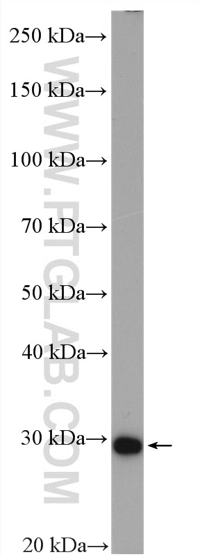 Western Blot (WB) analysis of HeLa cells using DHRS4 Polyclonal antibody (15279-1-AP)