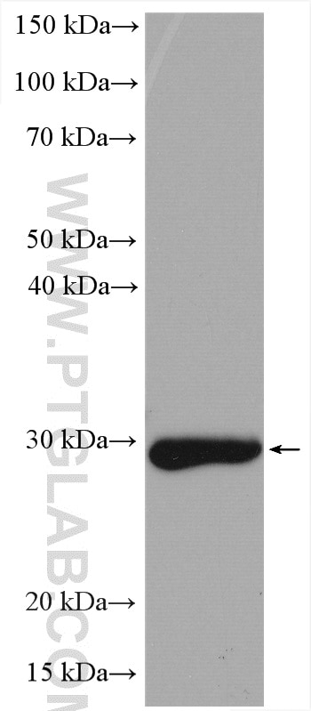 Western Blot (WB) analysis of rat liver tissue using DHRS4 Polyclonal antibody (15279-1-AP)