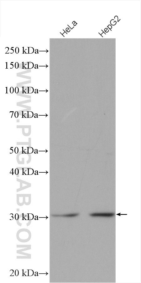 Western Blot (WB) analysis of various lysates using DHRS4 Polyclonal antibody (15279-1-AP)