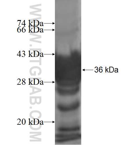 DHRS4 fusion protein Ag7842 SDS-PAGE
