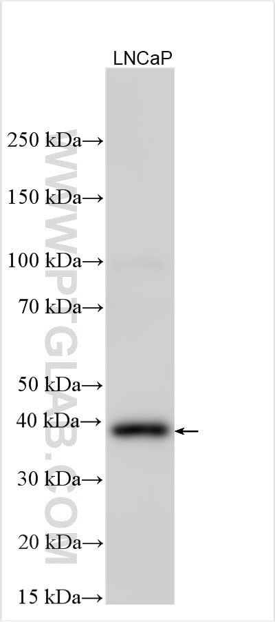 Western Blot (WB) analysis of various lysates using DHRS7 Polyclonal antibody (15061-1-AP)