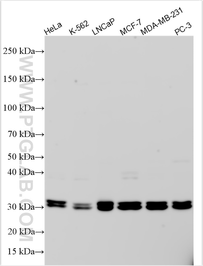 Western Blot (WB) analysis of various lysates using DHRS7B Polyclonal antibody (15530-1-AP)