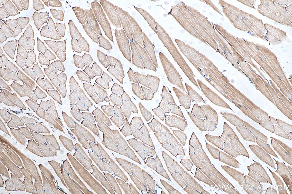 Immunohistochemistry (IHC) staining of mouse skeletal muscle tissue using DHRS7C Polyclonal antibody (26020-1-AP)