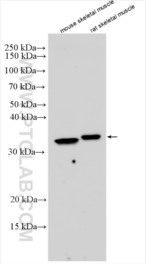 Western Blot (WB) analysis of various lysates using DHRS7C Polyclonal antibody (26020-1-AP)