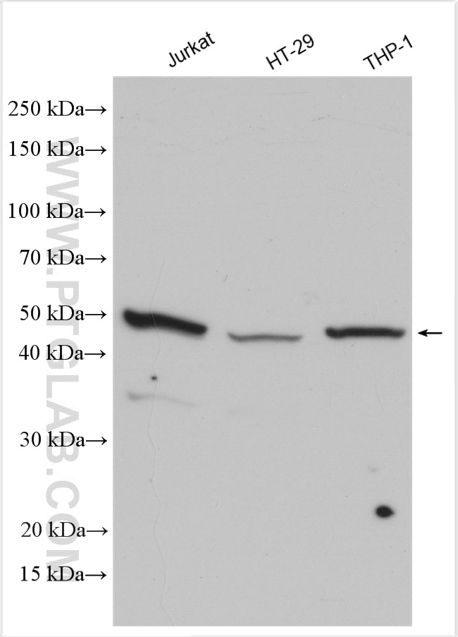 Western Blot (WB) analysis of various lysates using DHRS9 Polyclonal antibody (14560-1-AP)