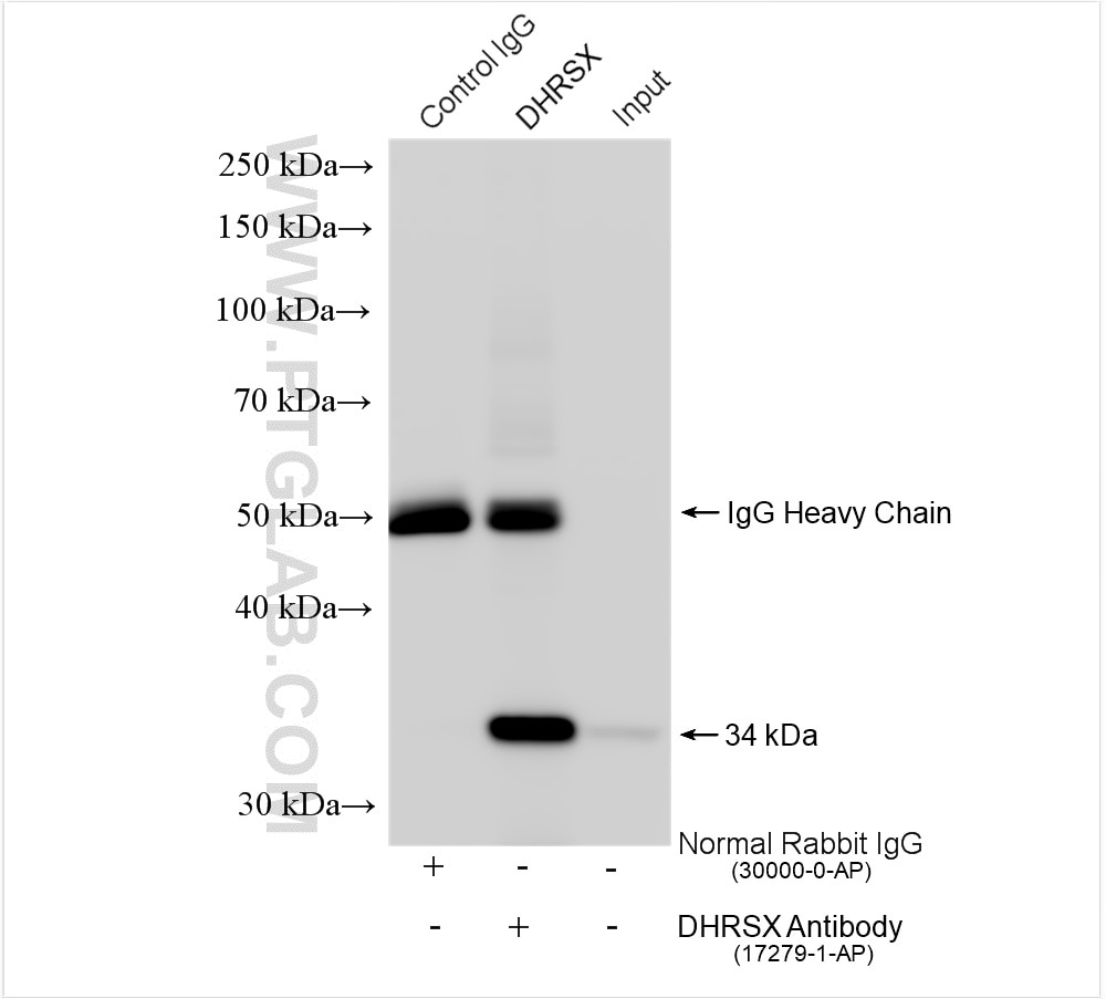 Immunoprecipitation (IP) experiment of HeLa cells using DHRSX Polyclonal antibody (17279-1-AP)