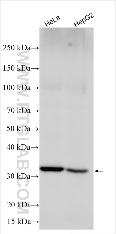 Western Blot (WB) analysis of various lysates using DHRSX Polyclonal antibody (17279-1-AP)