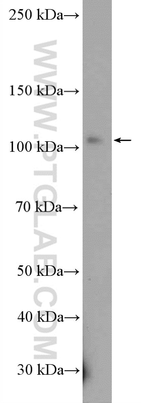 Western Blot (WB) analysis of PC-13 cells using DHTKD1 Polyclonal antibody (27493-1-AP)