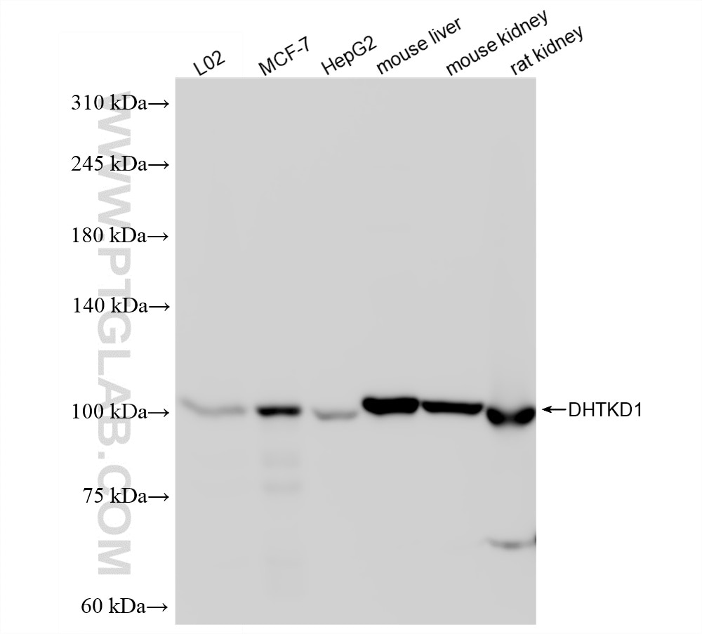 Western Blot (WB) analysis of various lysates using DHTKD1 Recombinant monoclonal antibody (86661-3-RR)