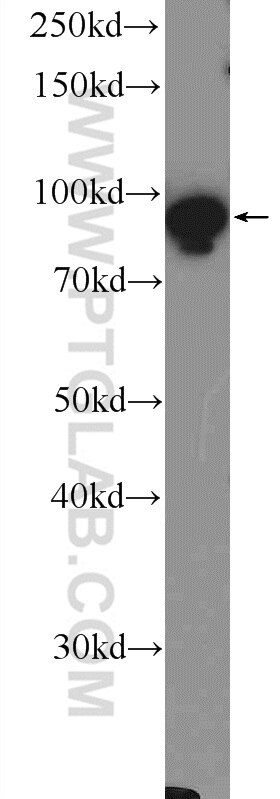 Western Blot (WB) analysis of NIH/3T3 cells using DHX15 Polyclonal antibody (12265-1-AP)