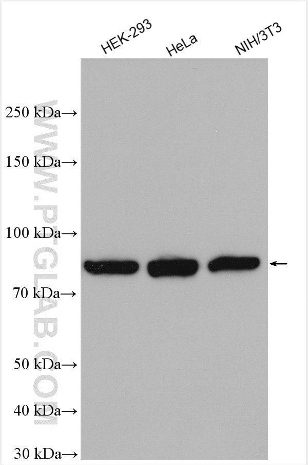 Western Blot (WB) analysis of various lysates using DHX15 Polyclonal antibody (12265-1-AP)