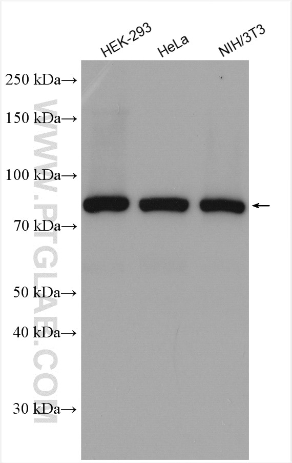 Western Blot (WB) analysis of various lysates using DHX15 Polyclonal antibody (12265-1-AP)