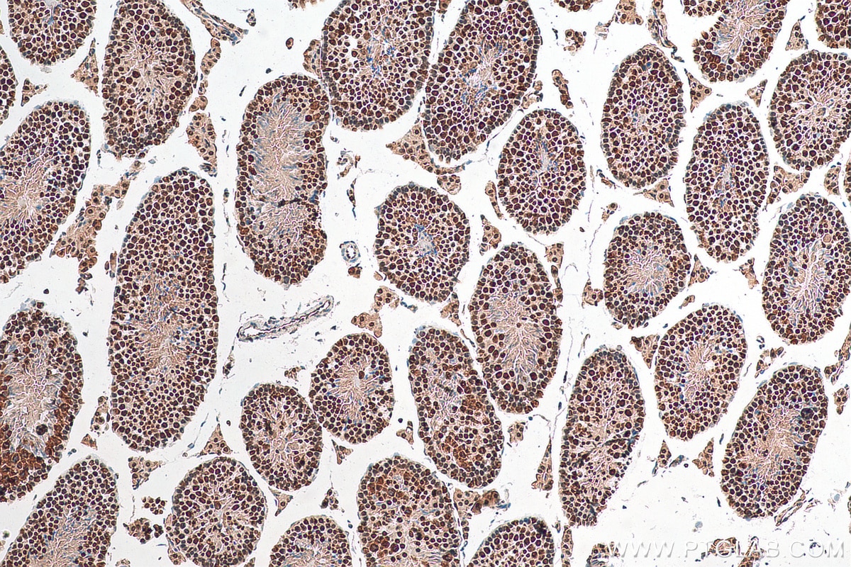 Immunohistochemistry (IHC) staining of mouse testis tissue using DHX15 Recombinant antibody (82137-1-RR)