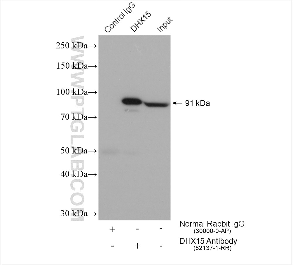 Immunoprecipitation (IP) experiment of NIH/3T3 cells using DHX15 Recombinant antibody (82137-1-RR)