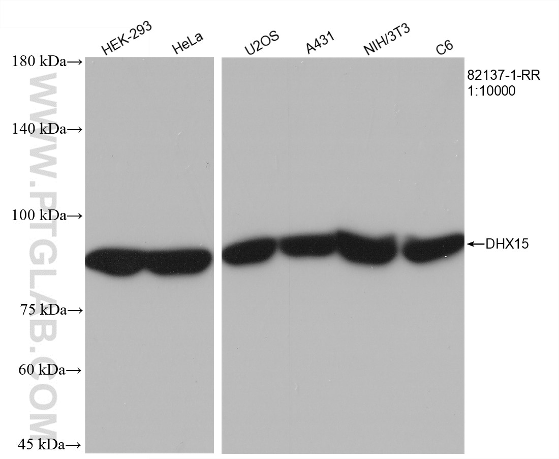 Western Blot (WB) analysis of various lysates using DHX15 Recombinant antibody (82137-1-RR)