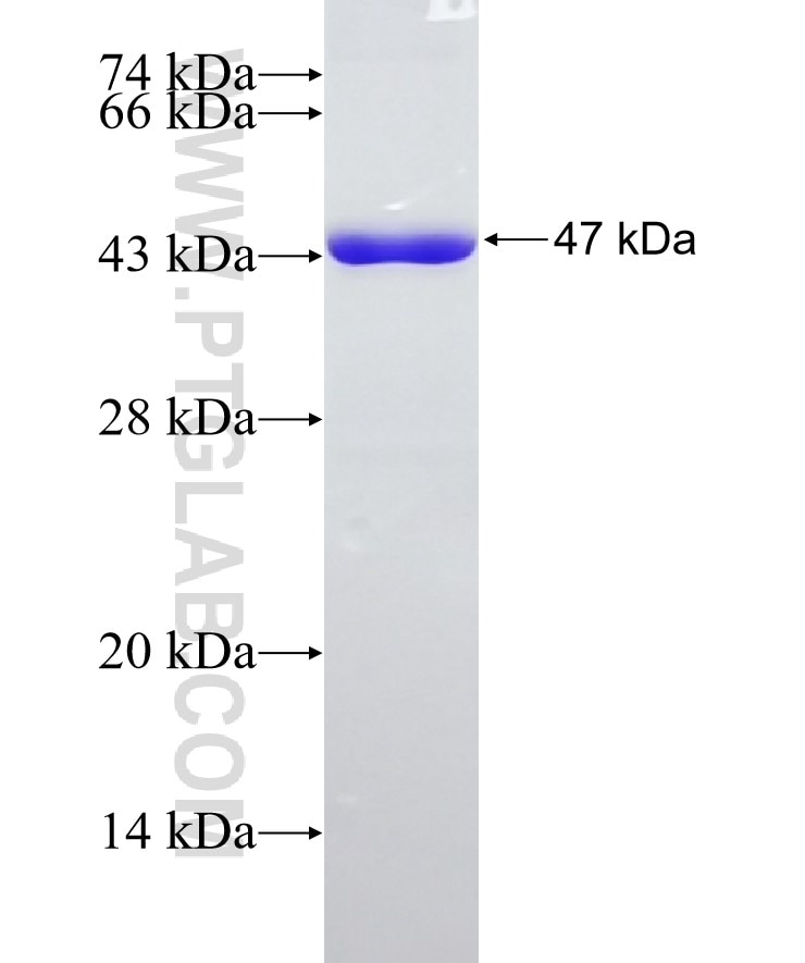 DHX15 fusion protein Ag23433 SDS-PAGE