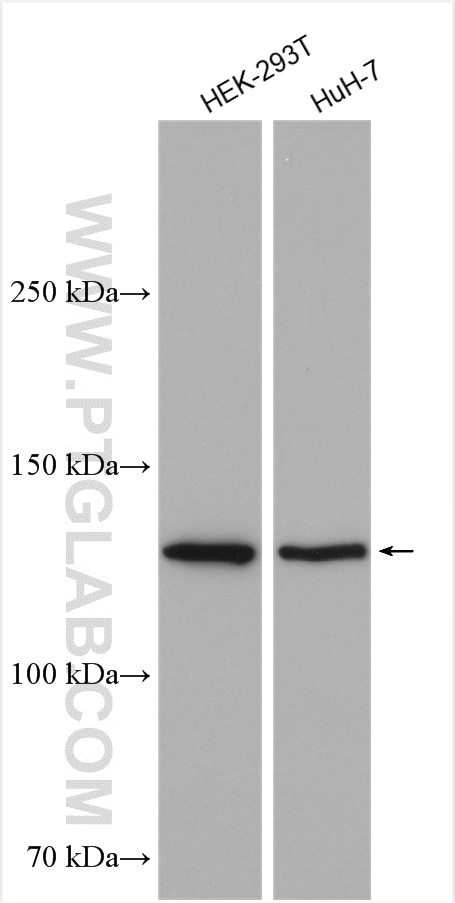 Western Blot (WB) analysis of various lysates using DHX30 Polyclonal antibody (28814-1-AP)