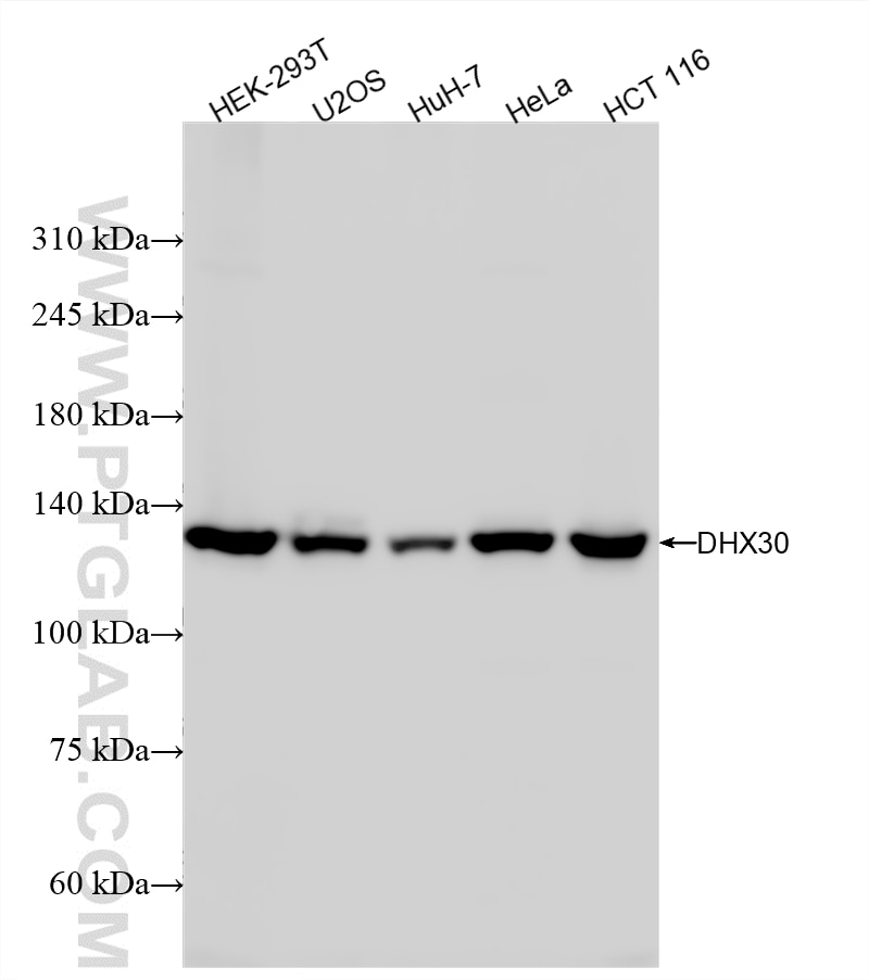 Western Blot (WB) analysis of various lysates using DHX30 Recombinant monoclonal antibody (87317-1-RR)