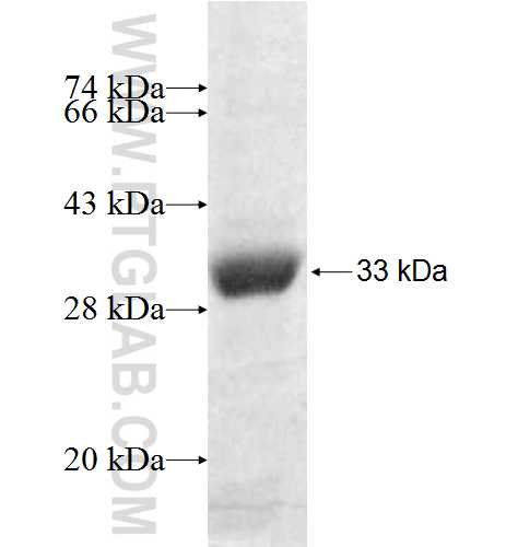 DHX30 fusion protein Ag9439 SDS-PAGE