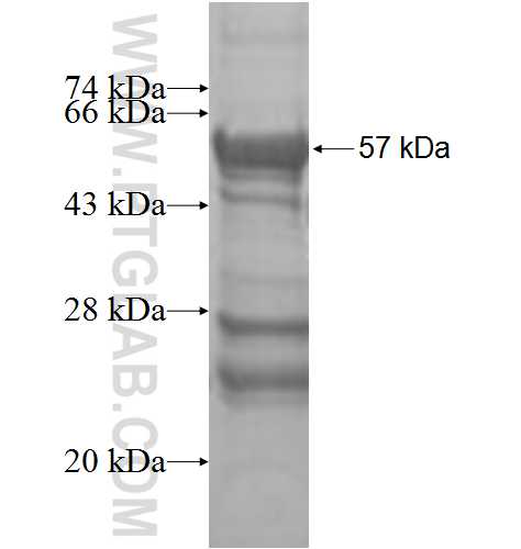 DHX30 fusion protein Ag9460 SDS-PAGE
