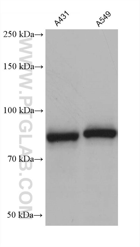 Western Blot (WB) analysis of various lysates using DHX32 Monoclonal antibody (68306-1-Ig)