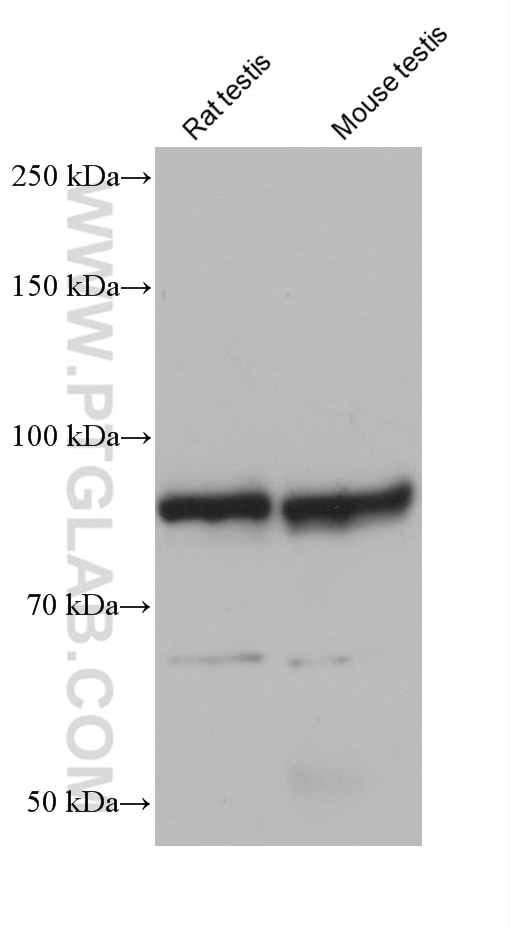 Western Blot (WB) analysis of various lysates using DHX32 Monoclonal antibody (68306-1-Ig)