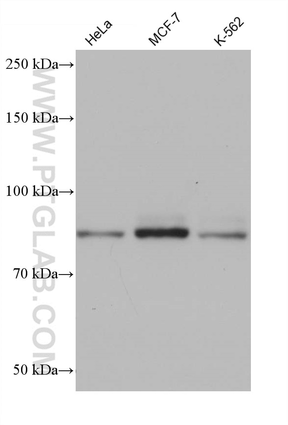 Western Blot (WB) analysis of various lysates using DHX32 Monoclonal antibody (68306-1-Ig)