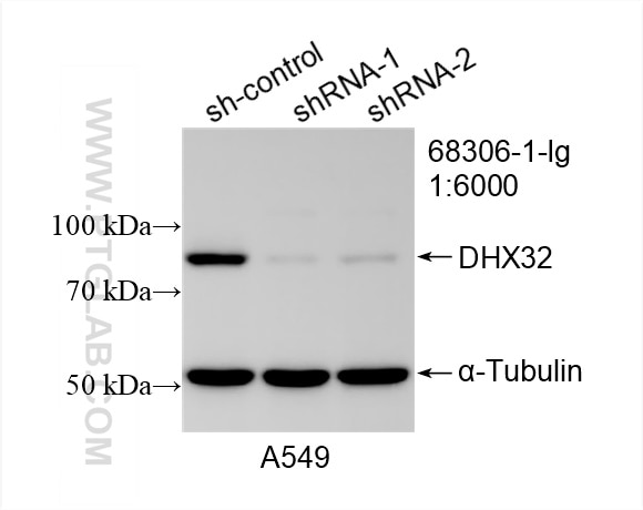 Western Blot (WB) analysis of A549 cells using DHX32 Monoclonal antibody (68306-1-Ig)